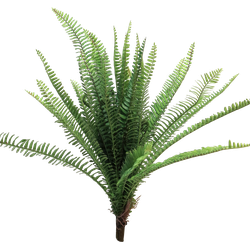 (Best) UV Fern Torres Sunrise 60cm (6 months UV-protected)