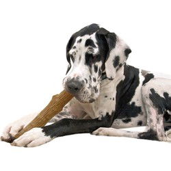 PETSTAGES DOGWOOD DURABLE STICK LARGE 20 CM