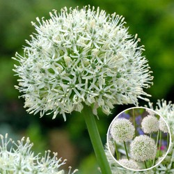 Allium Mount Everest - Bloembollen x6 - Allium - Wit