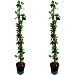 Lonicera x Heckrotti American Beauty - Set van 2 - Pot 17cm - Hoogte 110-120cm