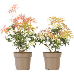 Rotsheide - Set van 2 - Pieris 'Forest Flame' - Hoogte 25-40cm - ⌀17cm