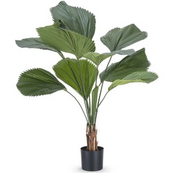 Greenmoods Lucuala Grandis - Nep plant - 1 Stuk - 120cm - Groen-