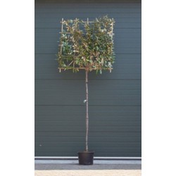 Olijfwilg als leiboom Elaeagnus ebbingei h 300 cm st. omtrek 8 cm st. h 180 cm - Warentuin Natuurlijk