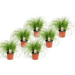 Cyperus - Set van 6 - Kattengras - Pot 12cm - Hoogte 30-40cm