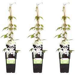 Hello Plants Clematis Montana Grandiflora Bosrank - Klimplant - 3 Stuks - Ø 15 cm - Hoogte: 65 cm