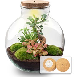 URBANJNGL - Planten terrarium • Bolder Bob Bonsai • Ecosysteem plant • ↑ 30 cm
