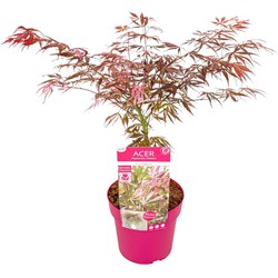 Acer palmatum 'Extravaganza' - Japanse Esdoorn - Pot 19cm - Hoogte 50-60cm