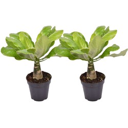 Brighamia Insignis 'Hawaii' - Set van 2 - Pot 12cm - Hoogte 25-35cm