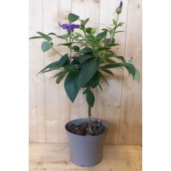 Spinnenbloem Tibouchina Urvilleana 90 cm