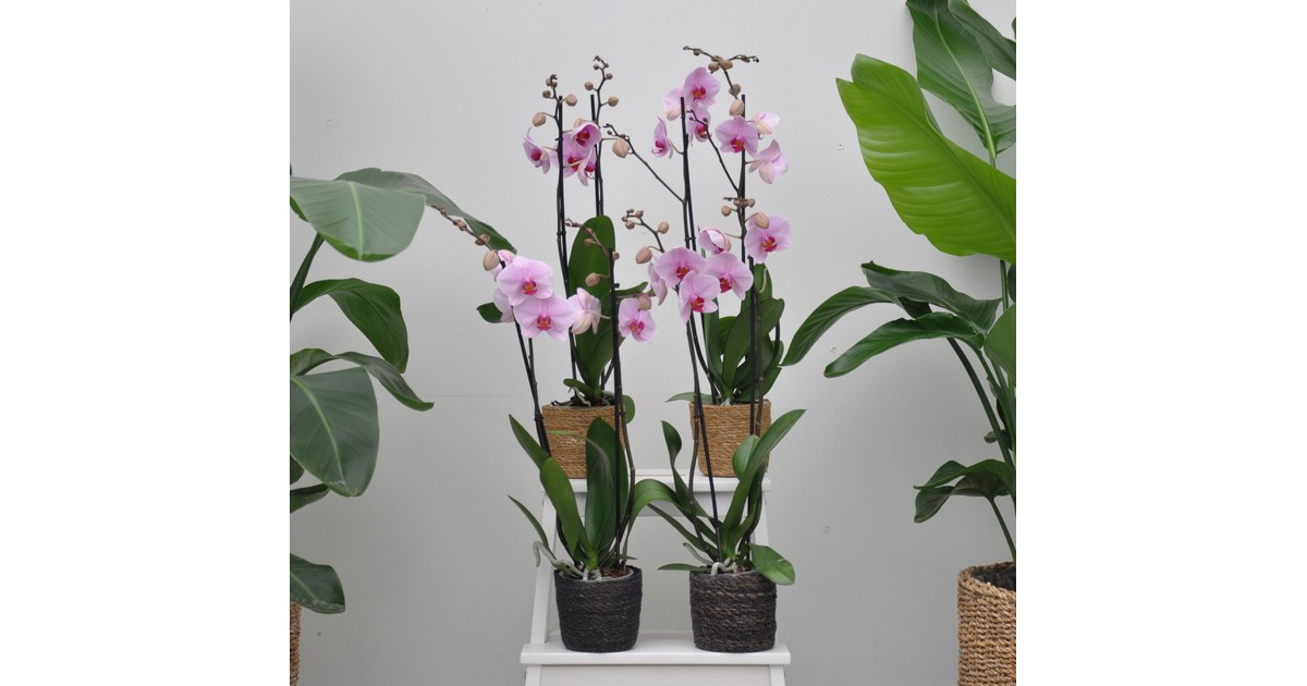Roze orchidee pakket