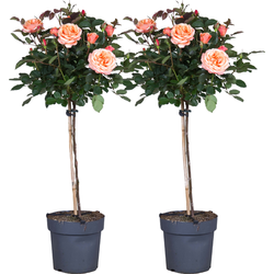 Stamroos - Set van 2 - Rosa palace 'Chaterine' - Hoogte 80-100cm - ⌀19cm