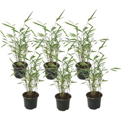 Fargesia Grex - Set van 6 blauwe bamboe - winterhard - Pot 13cm - Hoogte 30-40cm