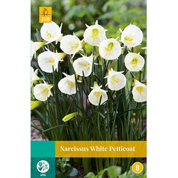 Narcissus White Petticoat, 3 bloembollen