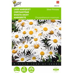 2 stuks - Samen Chrysantheme Gänseblümchen Silver Princess - Buzzy