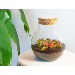 URBANJNGL - Plant Terrarium - Noah - DIY kit - ↑ 20 cm