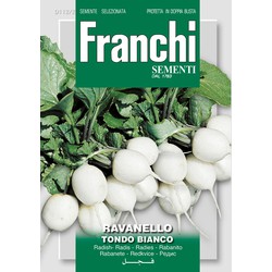 Radijs Radanello Tondo Bianco 112/2 zaden - Franchi