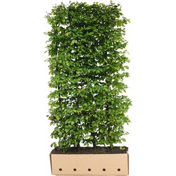 Carpinus betulus 120 cm. - Quickhedge