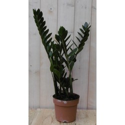 Kamerplant Zamioculcas 60 cm - Warentuin Natuurlijk