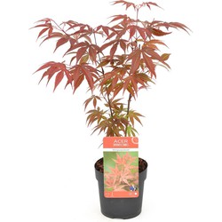 Hello Plants Acer Palmatum Atropurpureum Japanse Esdoorn - Struik, Sierheester - Ø 10.5 cm - Hoogte: 20 cm