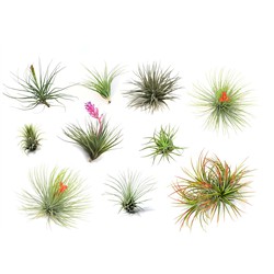 Tillandsia - Mix van 10 - Luchtplantjes - Hoogte 5-15cm