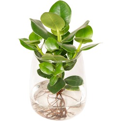 Hello Plants Clusia in Kingston Glas - Ø 12 cm - Hoogte: 30 cm