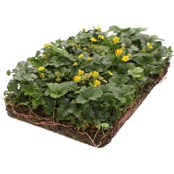 Plantenmat vasteplanten Waldsteinia Goudaardbei prijs per 1m2 cm Covergreen