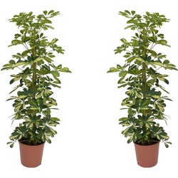 Schefflera Dalton - Set van 2 - Vingerplant - Pot 21cm - Hoogte 90-100cm