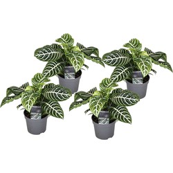 Aphelandra - Set van 4 - Zebraplant - Pot 13cm - Hoogte 25-45cm
