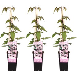 Hello Plants Clematis Montana Fragrant Spring Bosrank - Klimplant - 3 Stuks - Ø 15 cm - Hoogte: 65 cm