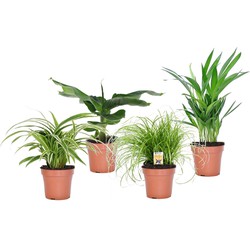 Diervriendelijke planten - Mix van 4 - Pot 12cm - Hoogte 20-40cm