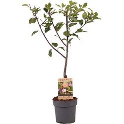 Prunus domestica 'Opal' - Pruimenboom - Fruitboom - Pot 21cm - Hoogte 90-100cm