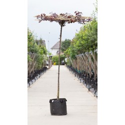 Rode sierpruim vierkant dak Prunus cer. Nigra h 230 cm st. omtrek 8 cm st. h 220 cm - Warentuin Natuurlijk