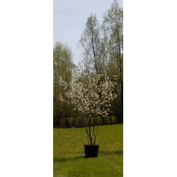 Krentenboom meerstammig Amelanchier lamarckii h 187,5 cm - Warentuin Natuurlijk