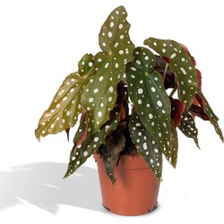 Hello Plants Begonia Maculata Stippenplant - Ø 12 cm - Hoogte: 20 cm - Polkadot Plant Forel Begonia
