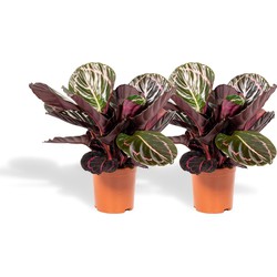 Hello Plants Calathea Roseopicta Dottie - 2 Stuks - Ø 14 cm - Hoogte: 40 cm - Schaduwplant Pauwenplant