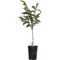2 stuks! Roodbladige walnotenboom Juglans r. Purpurea h 65 cm st. omtrek 1 cm boom - Warentuin Natuurlijk