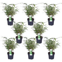 Hello Plants Fargesia Rufa Bamboe Plant - 8 Stuks - Ø 14 cm - Hoogte: 40 cm