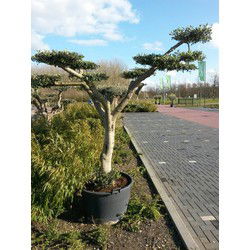 Olijfboom Olea stamhoogte 40 cm en boomhoogte 240 cm de Luxe
