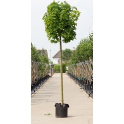 Groene bol esdoorn Acer pl. Globosum h 275 cm st. omtrek 12 cm st. h 220 cm - Warentuin Natuurlijk