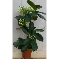 Stephanotis Floribunda - Warentuin Natuurlijk