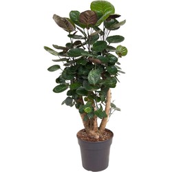 Polyscias Fabian - Karakteristiek - Pot 21cm - Hoogte 80-85cm