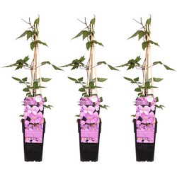 Hello Plants Clematis Montana Var. Rubens Bosrank - Klimplant - 3 Stuks - Ø 15 cm - Hoogte: 65 cm