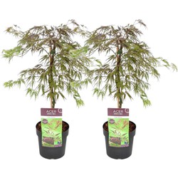 Acer palmatum 'Inaba-shidare' - Set van 2 - Esdoorn - Pot 13cm - Hoogte 30-40cm