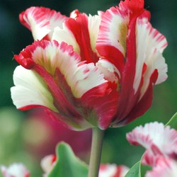 Tulipa Estella Rijnveld - Set van  14 - Tulpenbollen - Winterharde Bloembollen