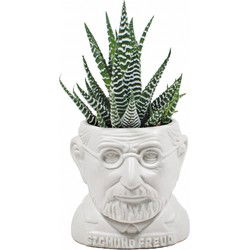 UPG Planter - Sigmund Freud