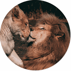 Label2X Muurcirkel lion couple Ø 12 cm / Forex - Ø 12 cm