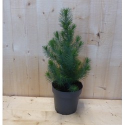 Conifeertje boompje pinus pinea silver crest 40 cm bladhoudend