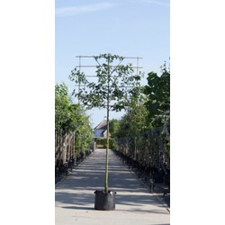 Sierpeer als leiboom Pyrus call. Chanticleer h 270 cm st. omtrek 10 cm st. h 150 cm