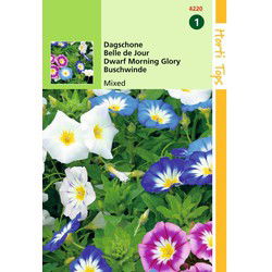 5 stuks - Convolvulus Tricolor Gemengd