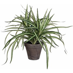 Mica Decorations Kunstplant - Dracaena - groen - in pot - 34 cm - Kunstplanten